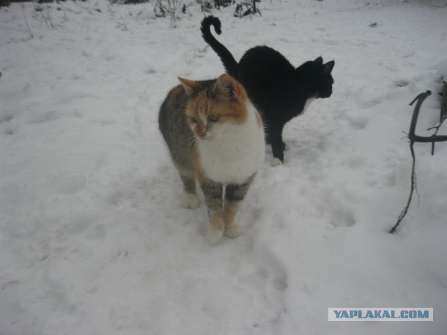Жизнь домашнего приюта для котеек 424
