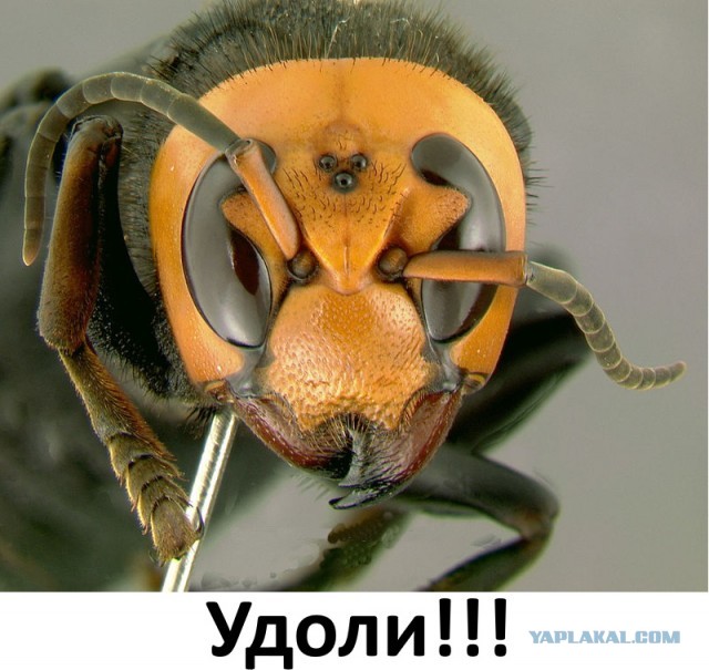 За что ты их так?