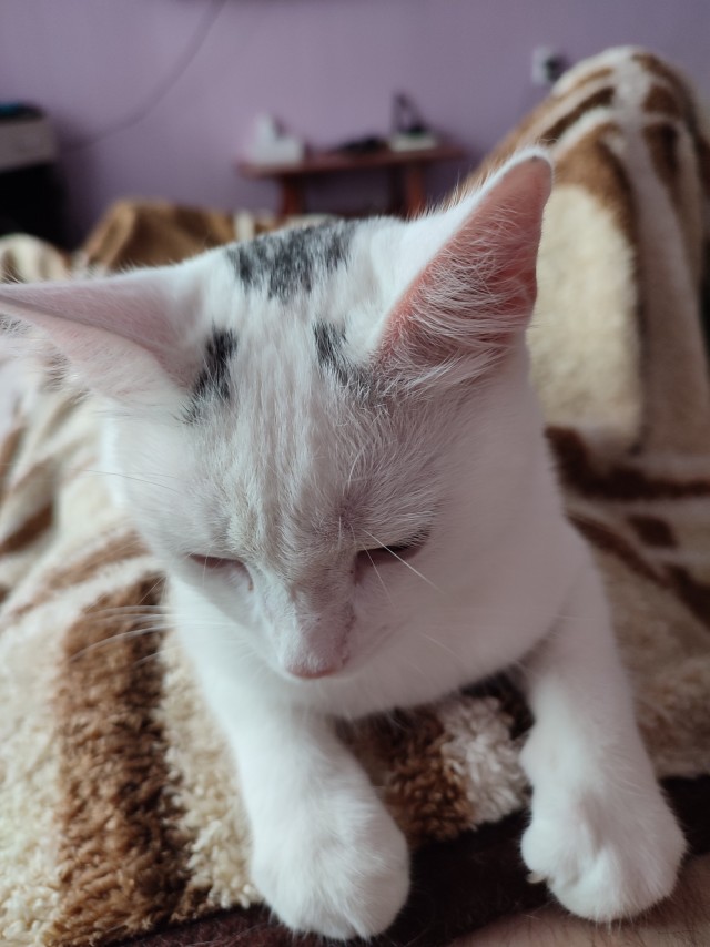 Начинаем котофторник?