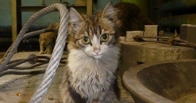 Коты на производстве