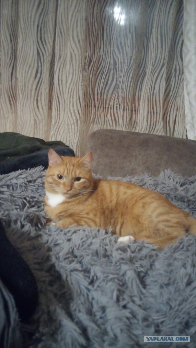 Котовторник Рыжих