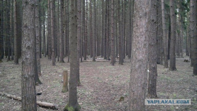 Сходил в лес