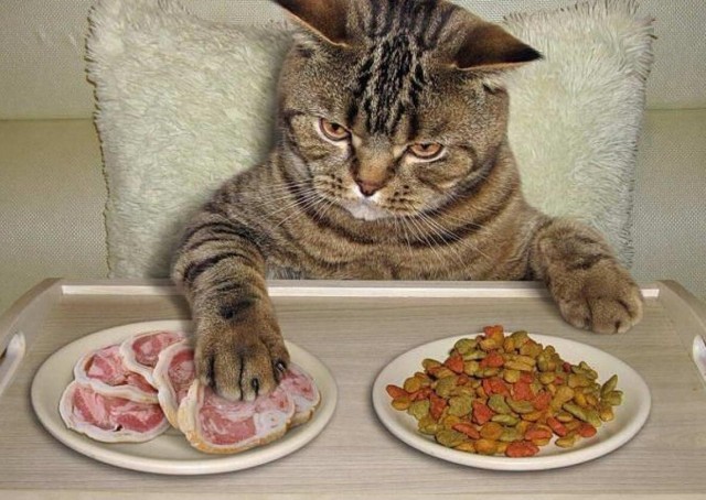Ветврач объяснил, почему кошек надо часто кормить (пост проплачен мурчащими)
