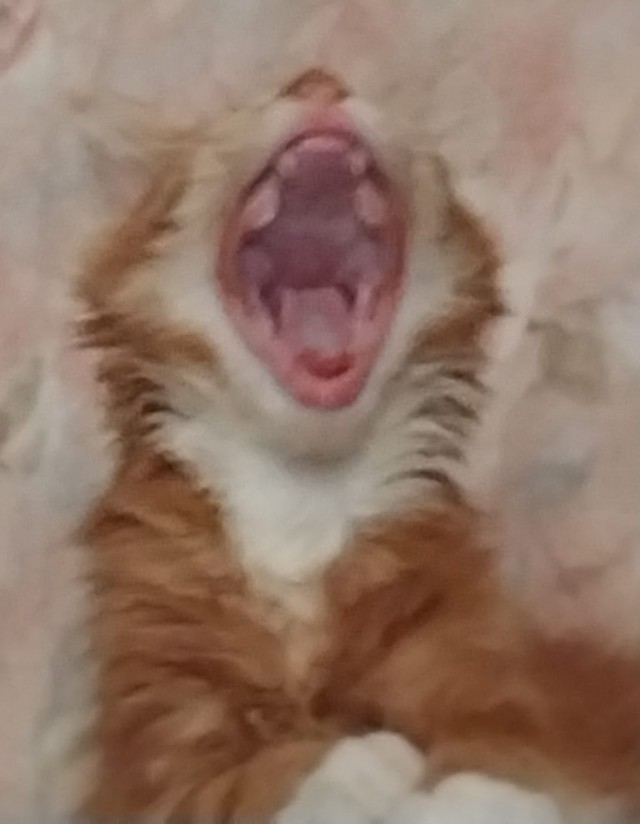 Откуда у котов курдюк и зачем он нужен?