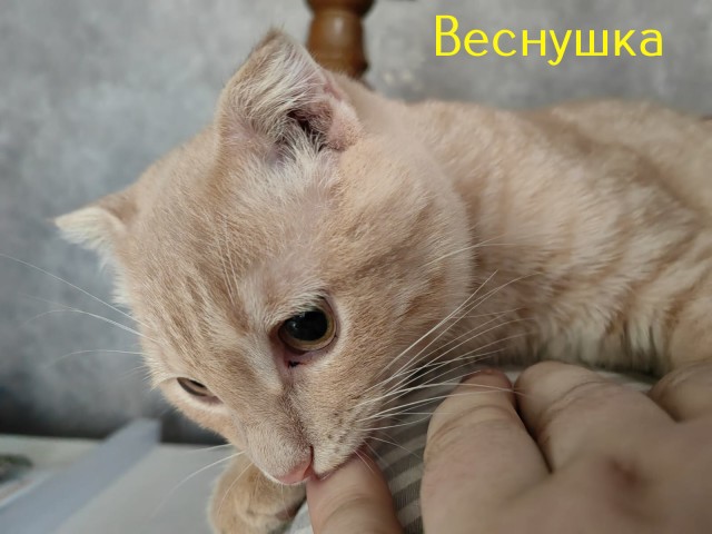 Жизнь домашнего приюта "Котоленд" 430