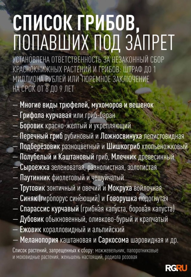 Грибоскресенье