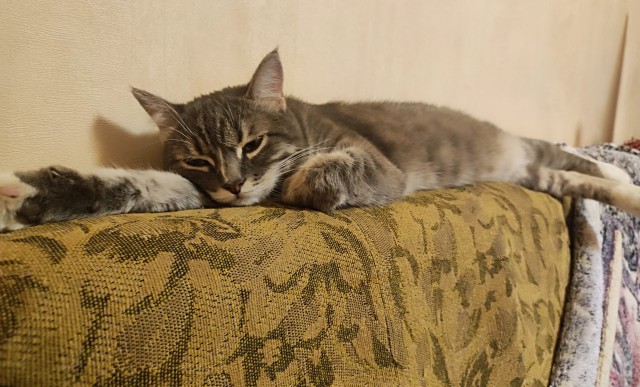 К котовторнику