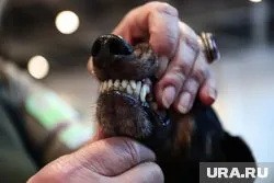 в Челябинской области мужчина похитил, избил и изнасиловал собак