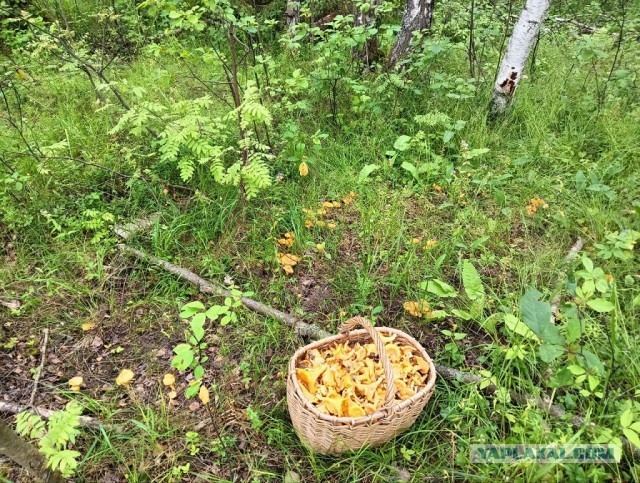 Мечта грибника