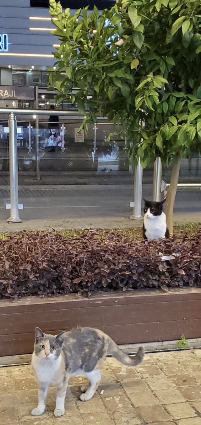 Турецкий кот.
