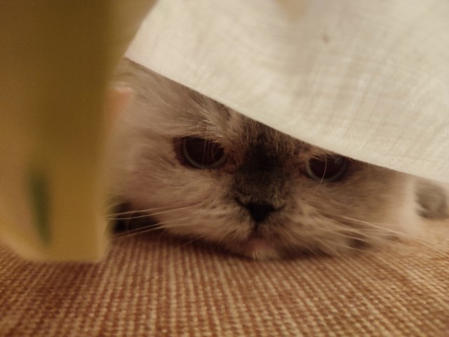 Котаняны