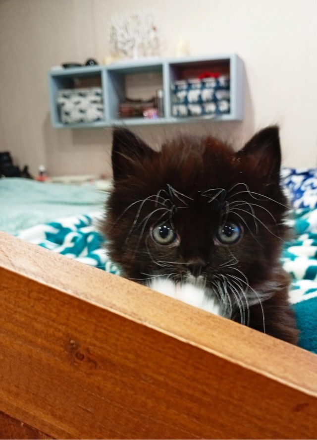 Котовторник. Дорофей!