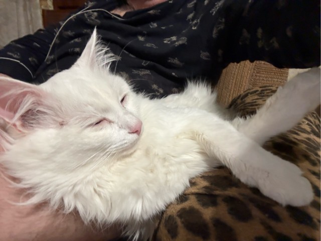 Котовторник. Дорофей!