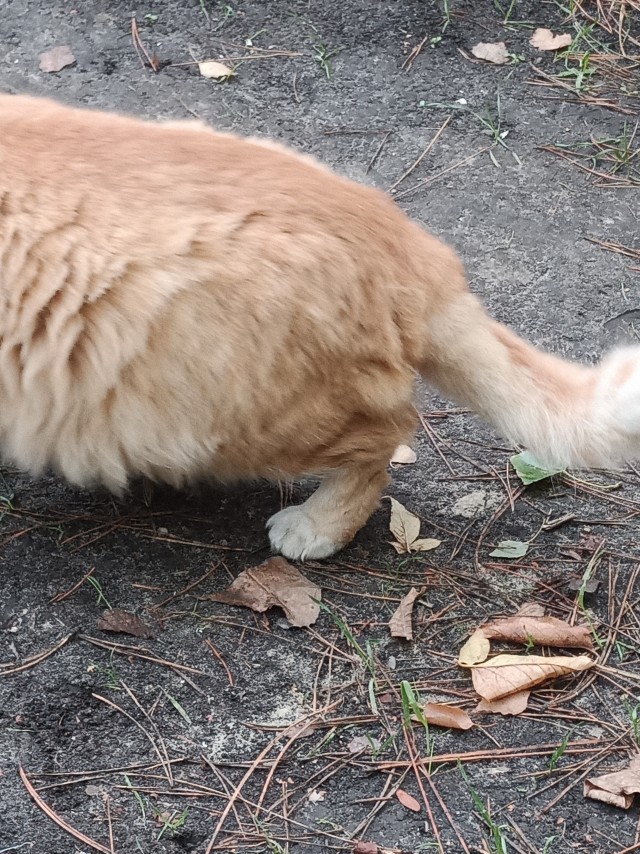 Для котовторника.