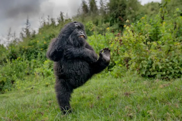 Объявлены имена победителей Wildlife Comedy Awards 2025