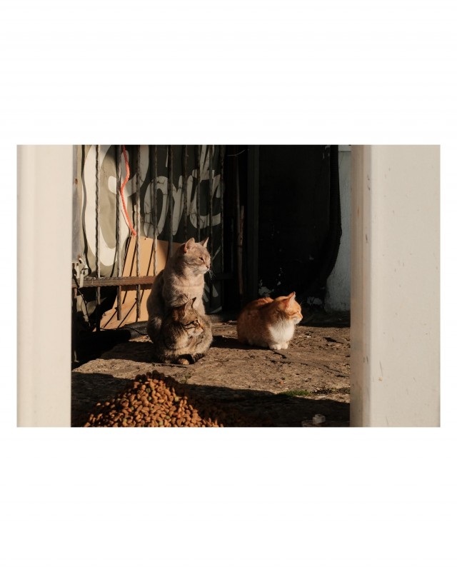 Уличные котэ болгарского города Варна