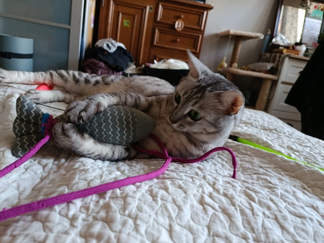 Снова наши коты