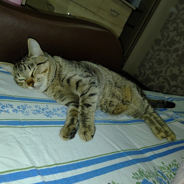 Кошка родила единственного котенка