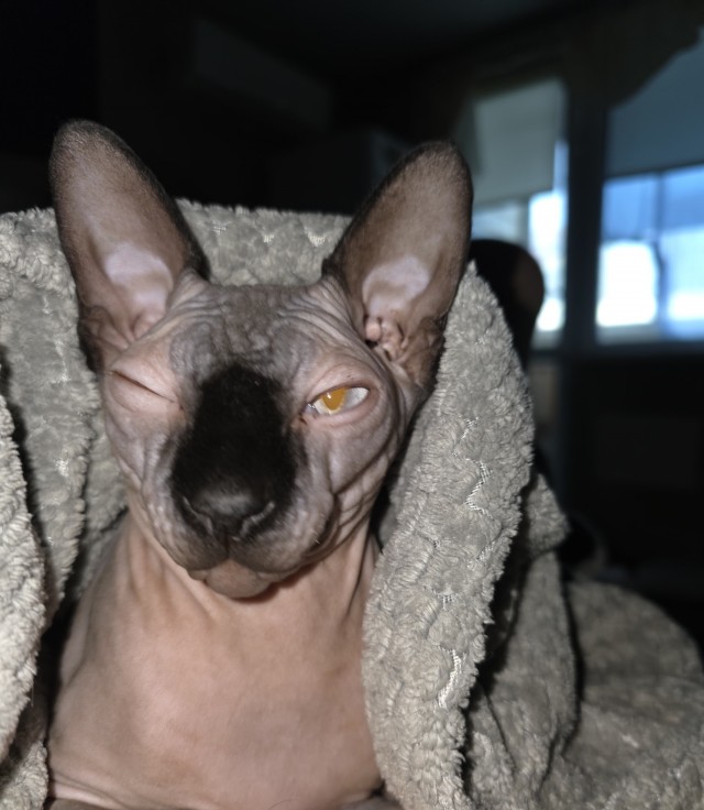 Котовторник