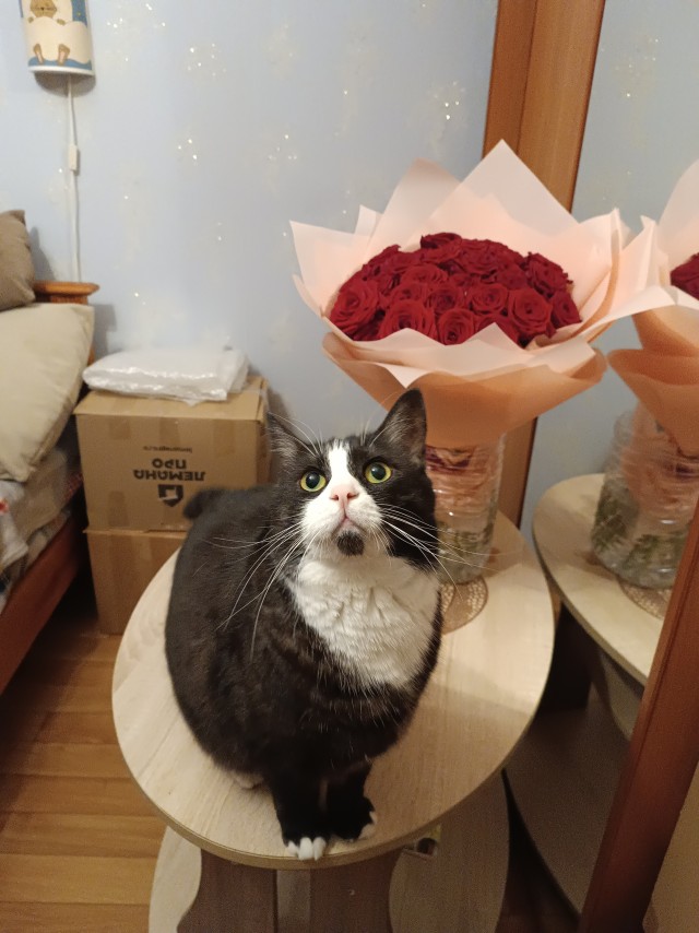 К-котовторник