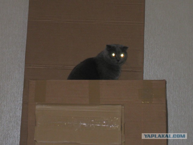 Котовторник 22.10.2013