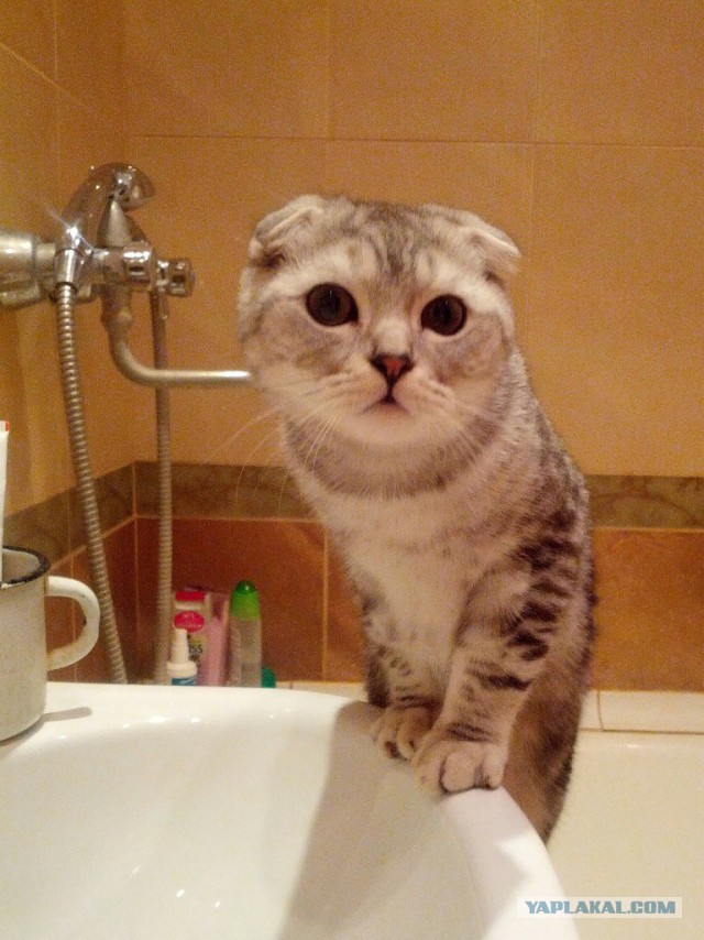 Котовторник  05.11.2013
