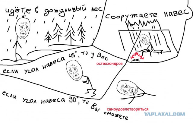 Укрытие от дождя в сосновом лесу