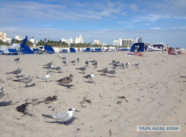 Поездка в Miami