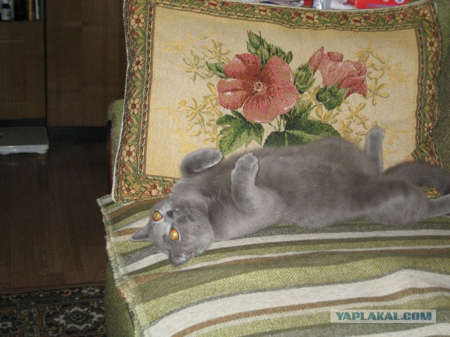 Котовторник 25.02.2014
