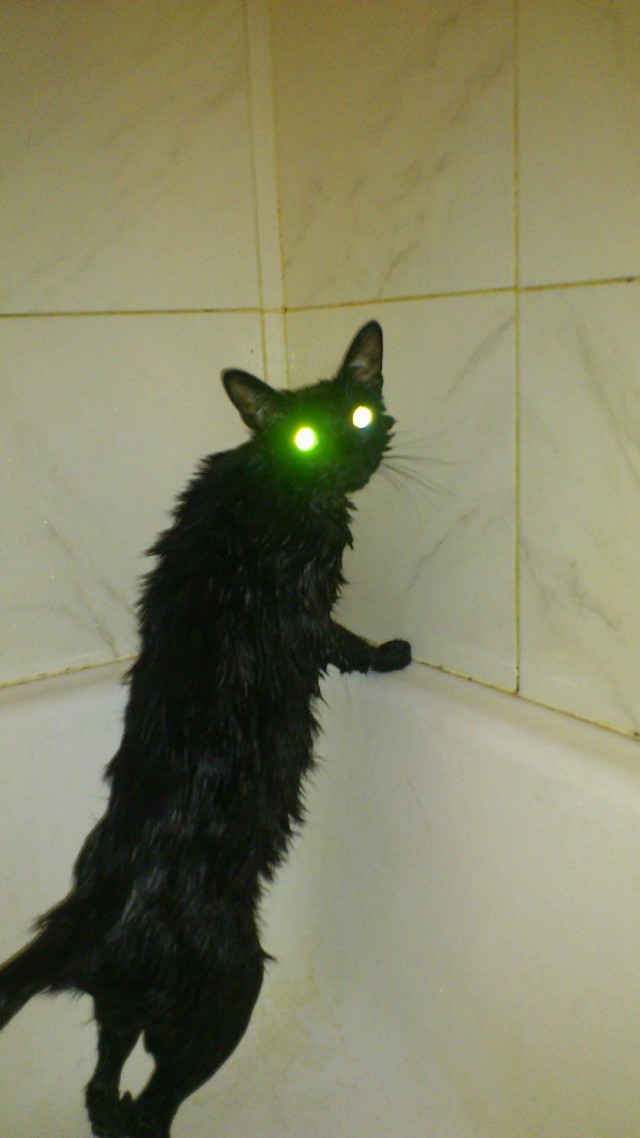 Сегодня мыли котов :3