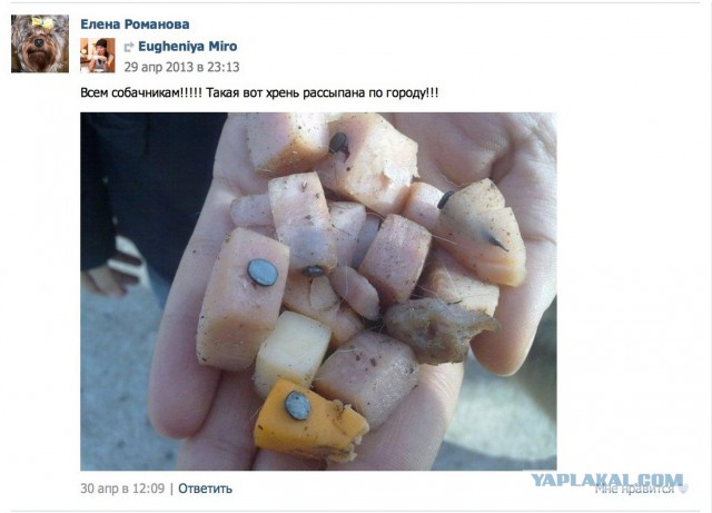 Поймали догхантера