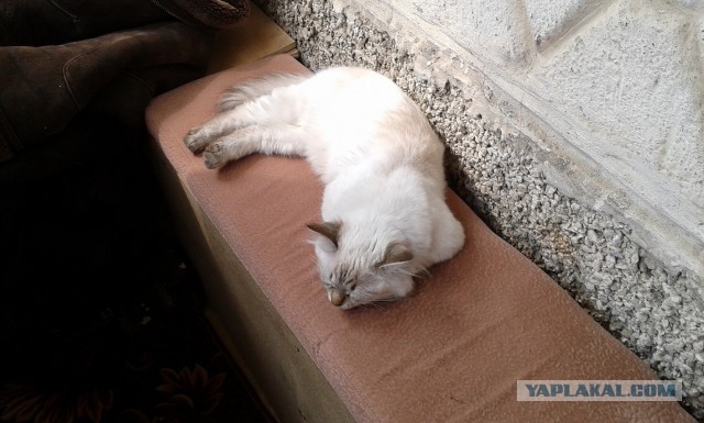 Котовторник 10.06.2014