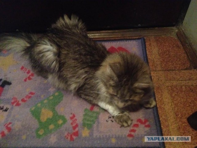 История про моего кота..