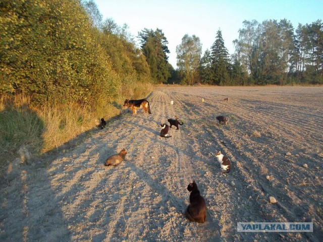 Жизнь домашнего приюта для котеек 27