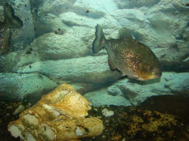 Нормальное такое соседство