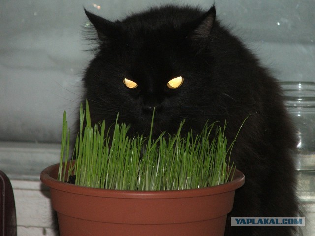 Котовторник 21.10.2014