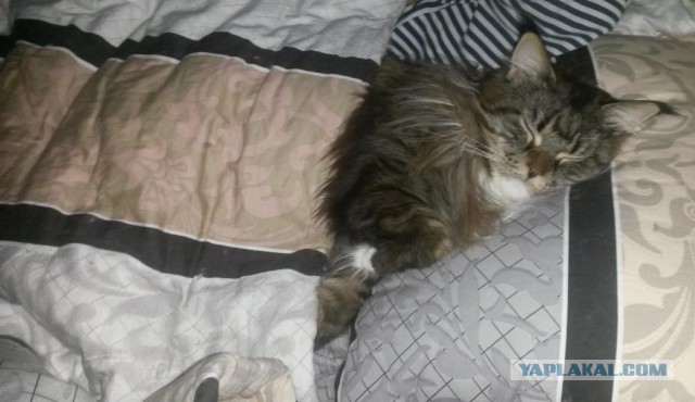Котовторник 27.01.2015