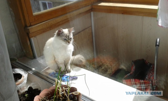 Котовторник 12.05.2015