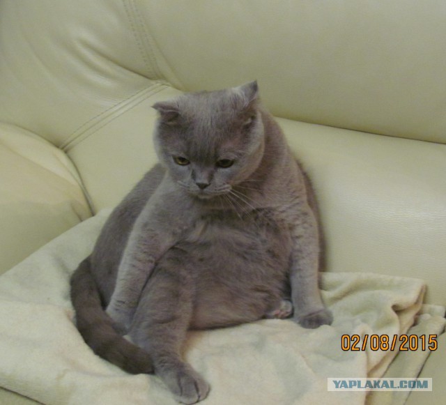 Котовторник 04.08.2015