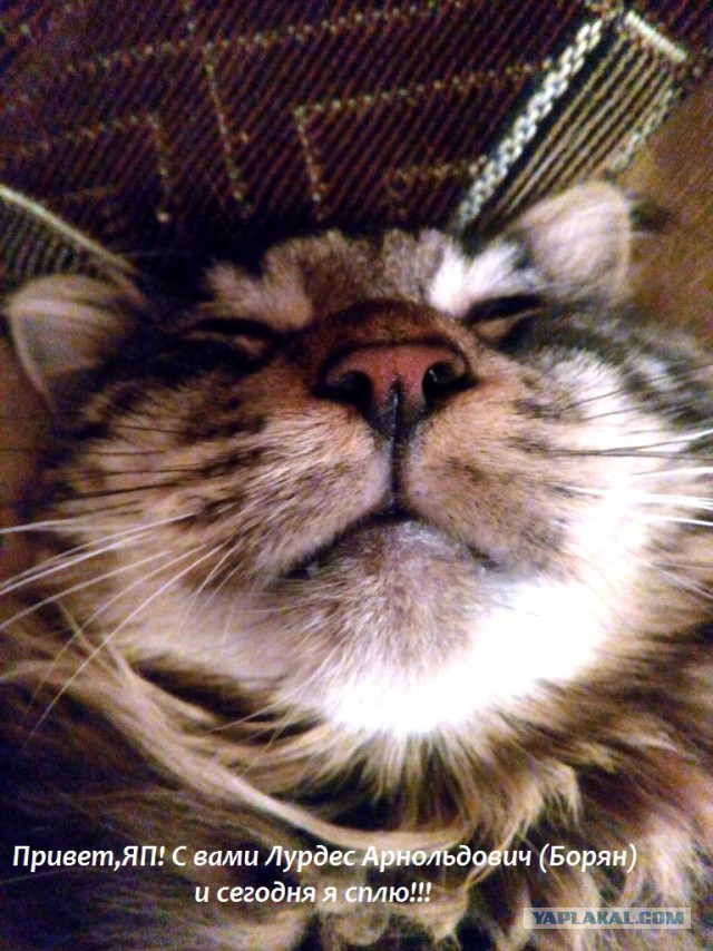 Котовторник 18.08.2015