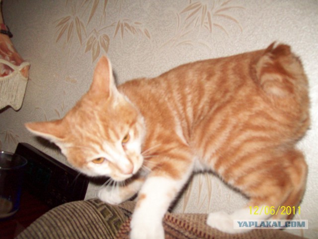Котовторник 24.11.2015