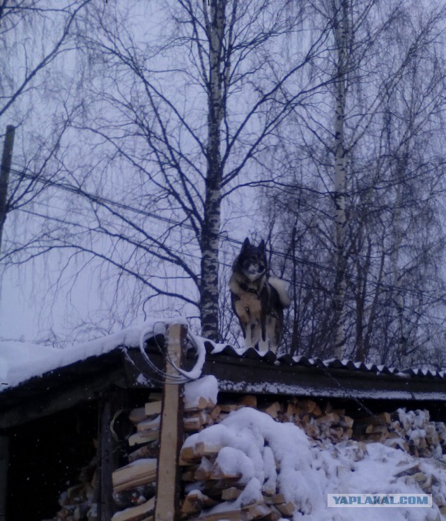 Лёха, вставай!