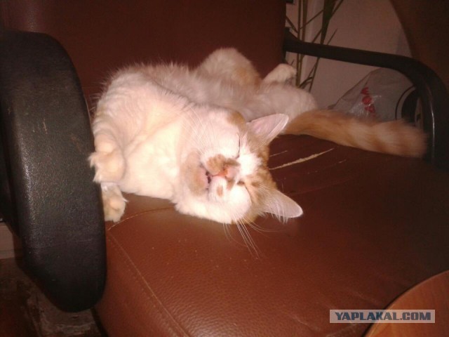 Котовторник 22.03.2016
