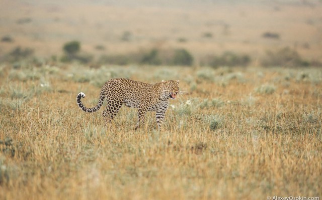 Леопардик Поли