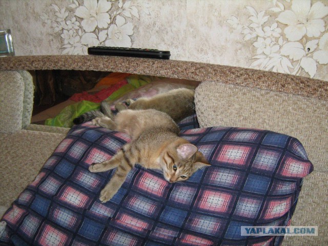 25 котят, которые так быстро выросли