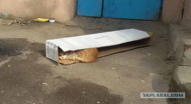 Ваши фотки котов на телефон
