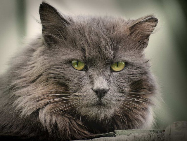 Котейки пост