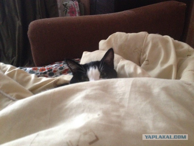 Котовторник  31.01.2017
