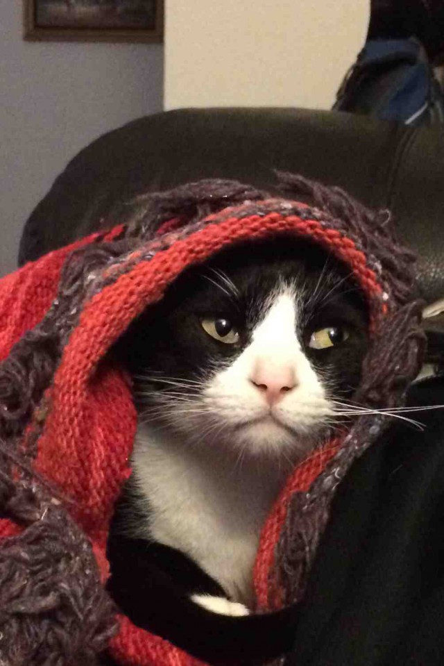 Коты и Кошки