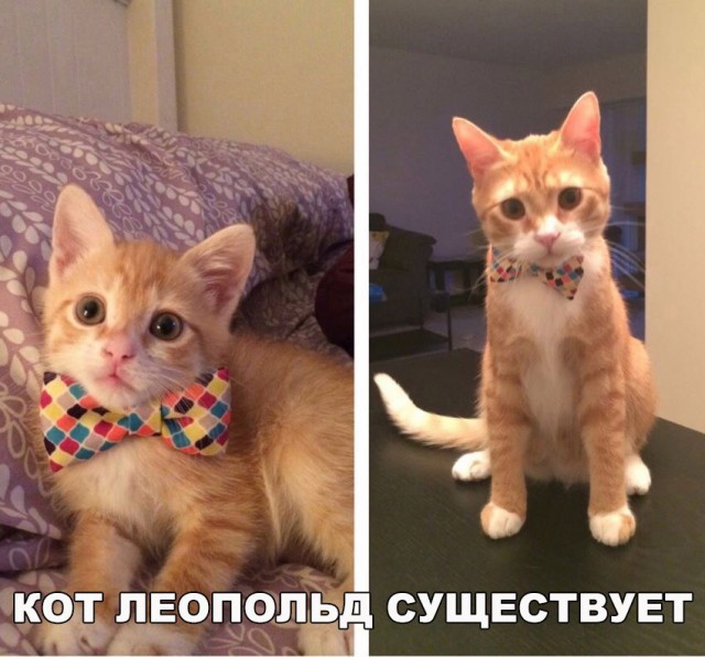 Коты и Кошки